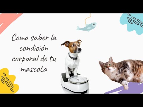 Video: Puntuación De La Condición Corporal De Los Gatos