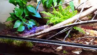 Royal ball python natural vivarium savannah habitat
