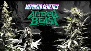 Autoflower Seed to Harvest Mephisto Altered Beast