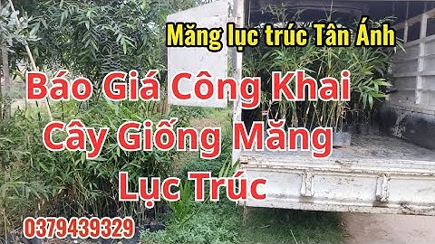 Báo giá công khai cây giống măng lục trúc - vua của các loại măng