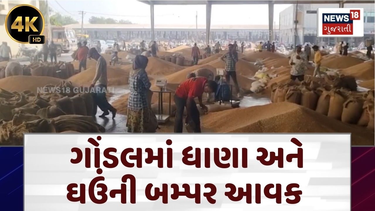 Rajkot APMC News | ગોંડલ યાર્ડમાં 2.25 લાખ બોરી ધાણાની આવક | Marketing Yard | Dhana |Wheat |N18V |4K
