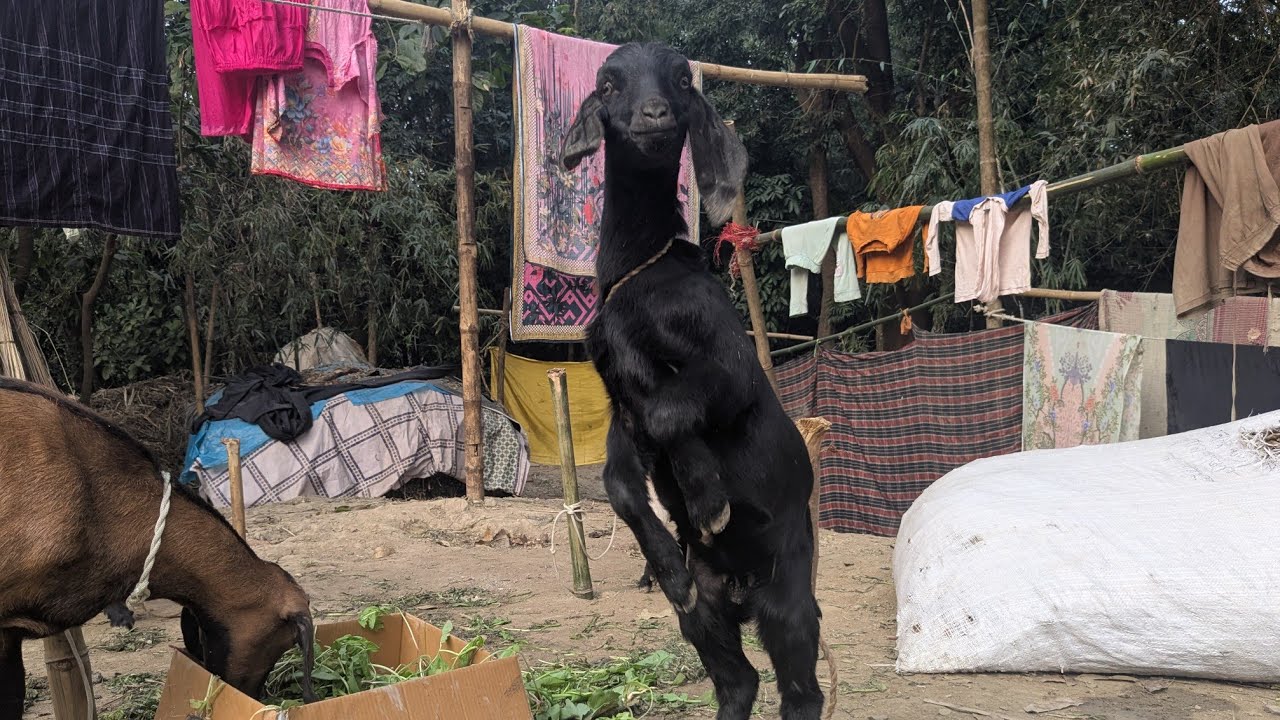 আলহামদুলিল্লাহ ছাগল দিয়ে যাত্রা শুরু করলাম।🐐🐐🐐