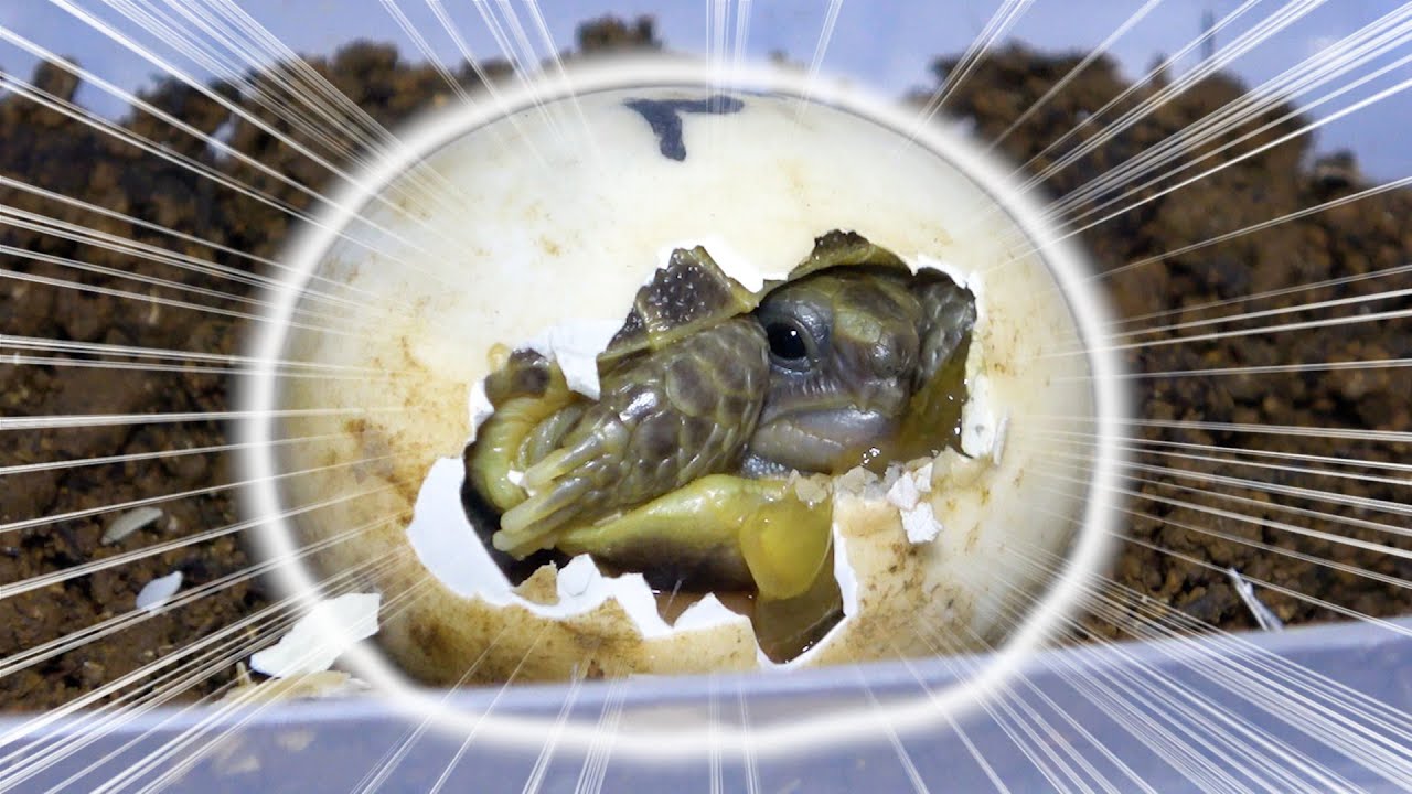 リクガメの卵を2ヶ月温めた結果・・・