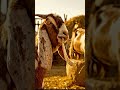 Bakri Bakray Se Pyar Karti Hai 🐐❤️ | Funny Love Comedy Short #comedyshorts #comedyhub #bakra #eid
