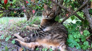 捨てられた子猫が公園の植込みで休憩する