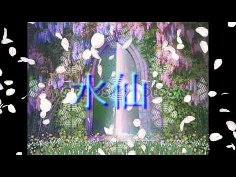 [オリジナル]水仙