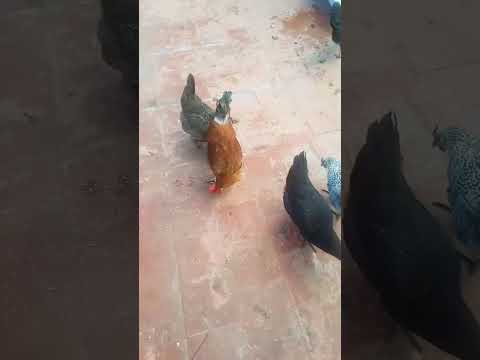 الذجاج البياض