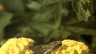 Flapping moth in slow motion.