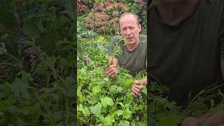 Chinese Mustard (brassica juncea) #gardening #herbs #ediblegarden #permaculture #ideas #salad