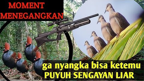 GA NYANGKA.....| Berburu tupai dan tekukur | malah ketemu....