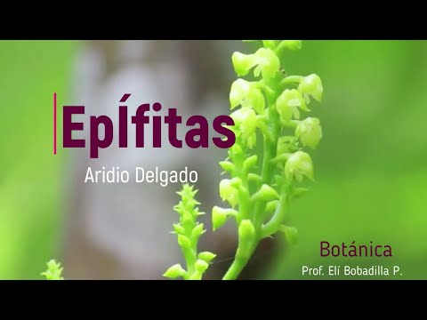 Video: Propagación de plantas epífitas: cómo propagar plantas epífitas