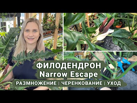 Видео: Филодендрон ургамлыг хэрхэн үржүүлэх вэ