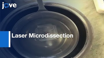 Laser Microdissection of Human Pancreatic Islets | Protocol Preview