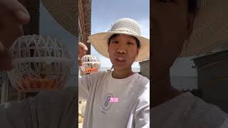 在村里养蝈蝈，就为了听个声？