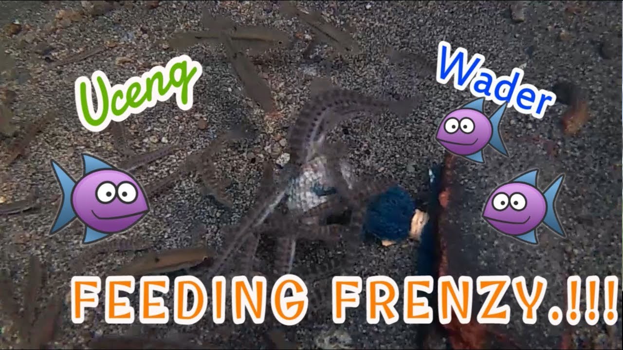 Memberi Makan Ikan di Dalam Air | Nemacheilus Fasciatus