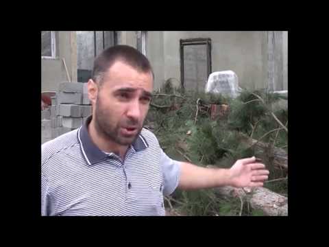 მშენებლობას შეწირული ფიჭვის ხეები ბორჯომში..