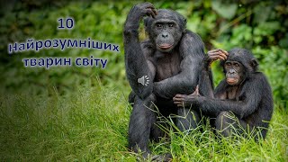 картинка: ТОП 10  Найрозумніших тварин світу