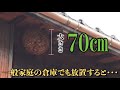 気付かずに放置してたら・・・【キイロスズメバチの巣】