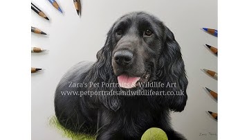 Cocker Spaniel Drawing in Colour Pencils | Cocker Spaniel Pet Portrait