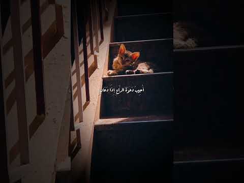 ذاك الشعور عند سماع تلك الآية بصوت المنشاوي