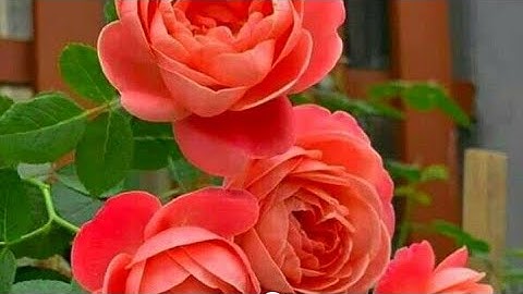 Plus two Mathematics.Chapter 11 Three dimensional geometry. Angle between-two planes, line and plane