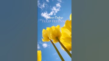 Tulip Fields @farmercopley in West Yorkshire, England 🩷 #tulipfields #tulips #visitengland