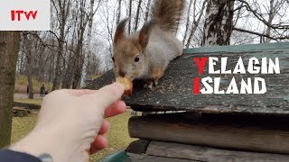 Russia TRAVEL GUIDE. Saint Petersburg | Crazy squirrels on Yelagin island