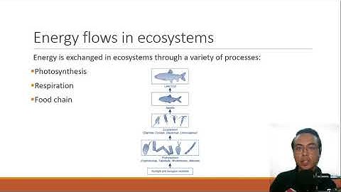 Lesson 2 - Ecosystem Structure and Function