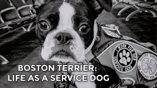 Do Boston Terriers Make Good Service Dogs