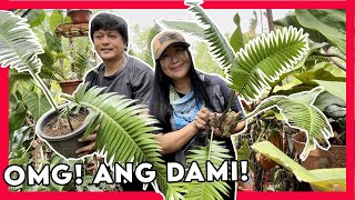 Propagation of Amazing Rare Sycad Dioon Edule| Grabe! We enjoyed it! Super!