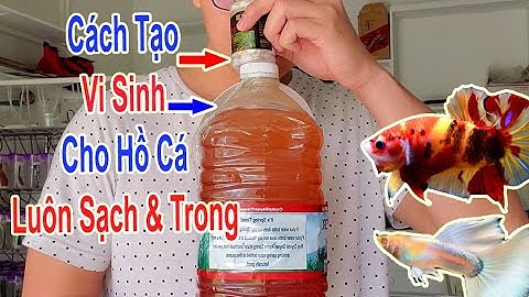 Cách Tạo VI SINH Làm Trong Sạch Hồ Cá | Giúp Cá Luôn Khỏe Mạnh | DIY Fish Tank Bacteria