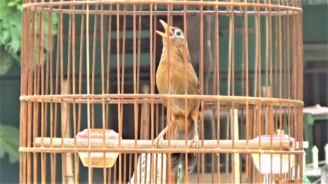 SUARA BURUNG : Wambi Gacor Dor Bikin Brisik Bos 