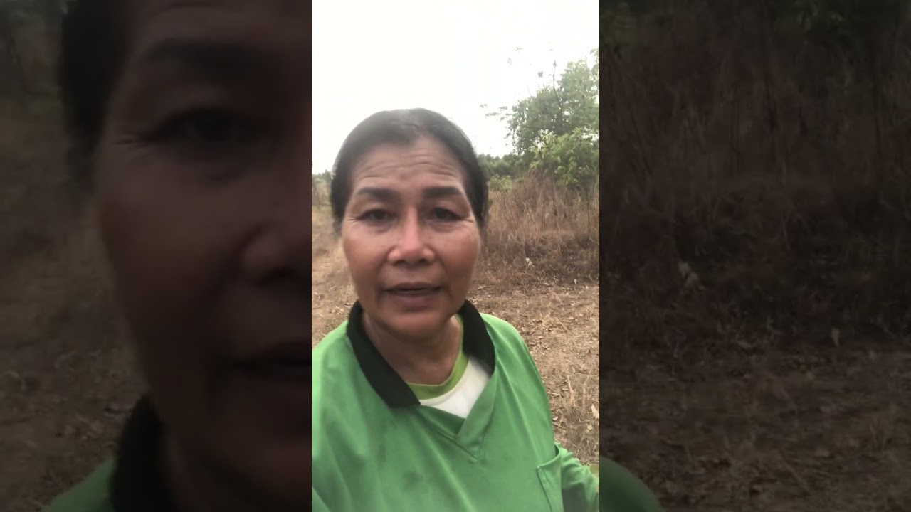 มาสางยคาเก็บผักทักทายเพื่อนๆไปด้วยจ้า@jampeeariyawong7782 