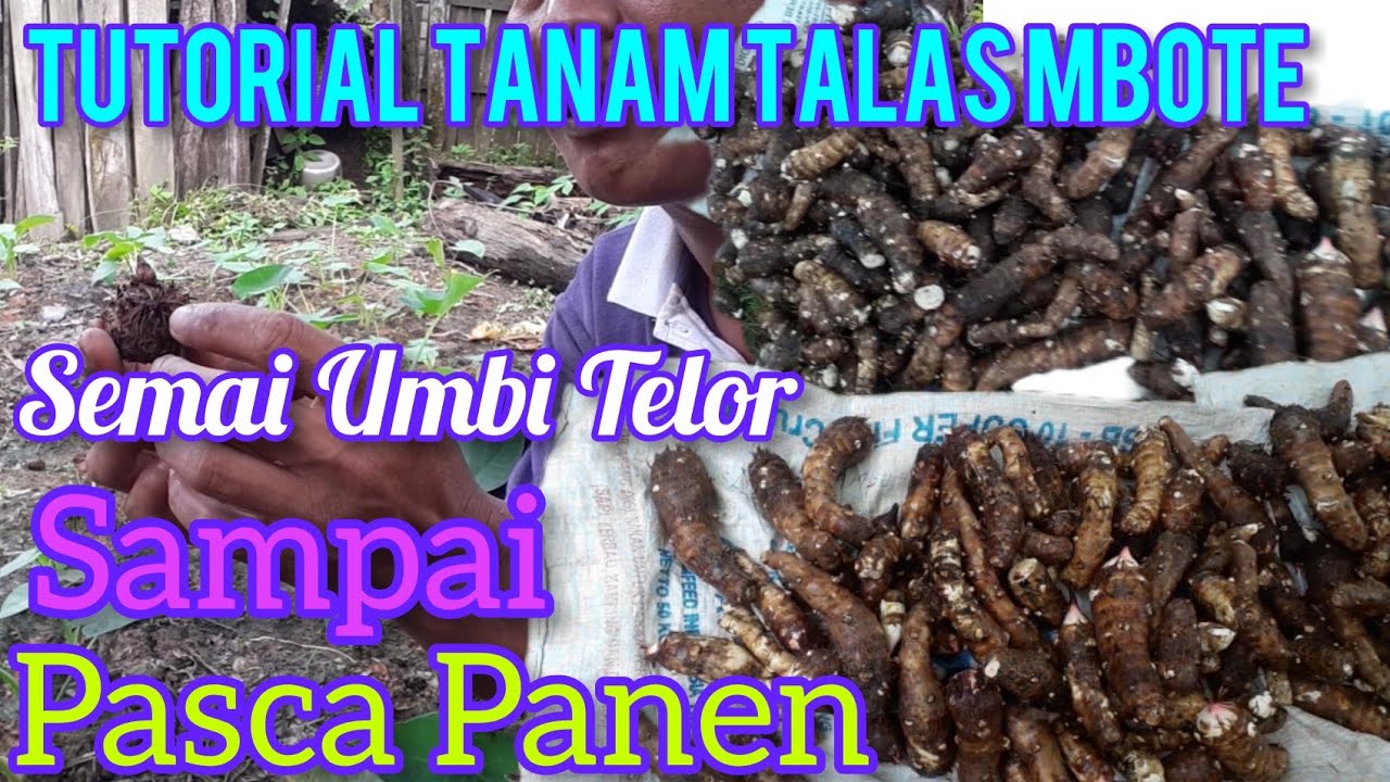 Pembibitan Keladi Mbote S/d Pasca panen nya