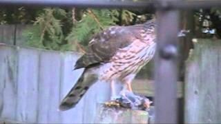 Hawk Eating a Blue Jay