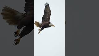 Our female Eagle takes off in slow motion.