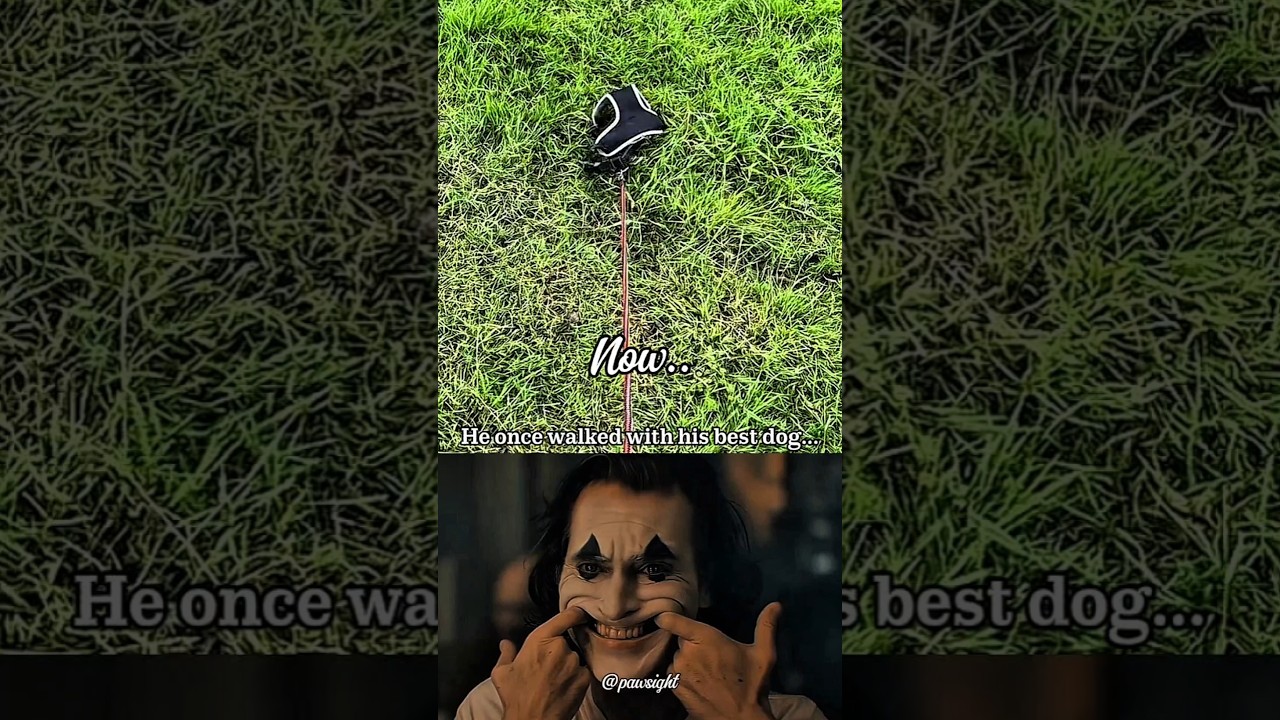 Emotional Dog Story: He Used to Walk Beside Him… Now Only the Leash Remains 💔