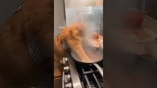 Sassy cat cooking