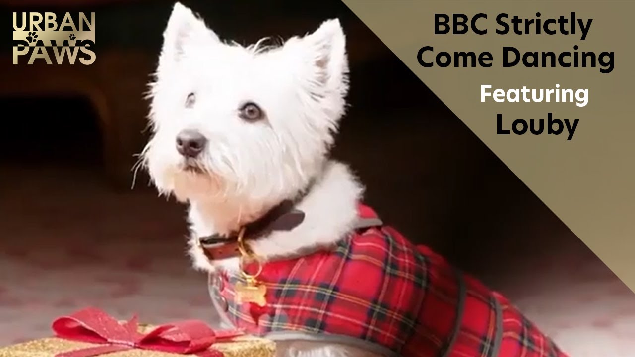 BBC Strictly Come Dancing Ident featuring Louby (West Highland Terrier)