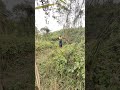 #vtr real peacock 🦚#cuteanimals dean Winchester wildlife peacock 🦚#mor #vtrjungle #peacock