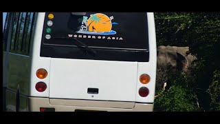 Tusker Came on the Road, bit Aggressive chasing Vehicles. ඇතා කලාතුරකින් පාරට ආවිට?