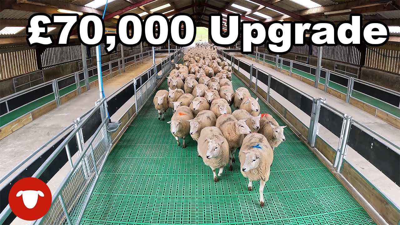 These SHEEP got a NEW SHED