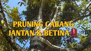 TEHNIK PRUNING/PEMANGKASAN DURIAN CABANG JANTAN DAN BETINA‼