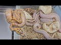 What an AWESOME Clutch!! #ballpython