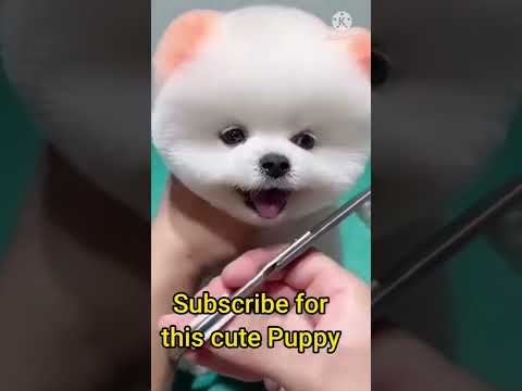 cute puppy
