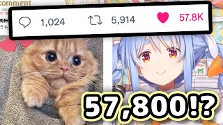 Pekora's Cat Got Over 50,000 Likes On Twitter 【ENG Sub/Hololive】