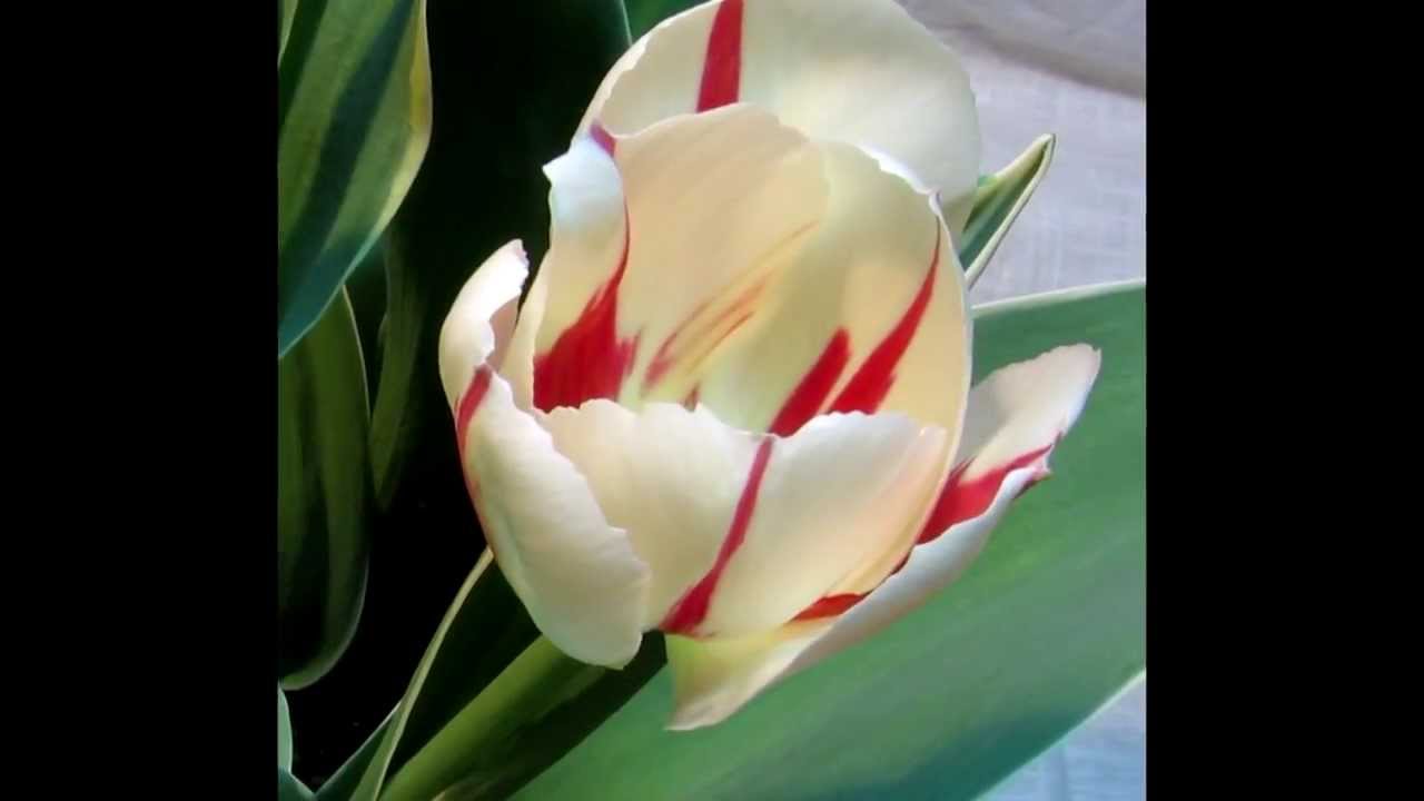 White and Red Tulips Blooming Timelapse YouTube
