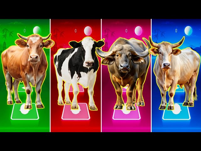 ポップス+ロック(邦楽) COW COW was INNOCENT. Funny Bull 🐂🆚 Funny Cow 🐄🆚 Funny Buffalo 🐃🆚 Funny