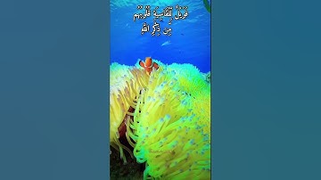 فَوَيْلٌ لِّلْقَاسِيَةِ قُلُوبُهُم مِّن ذِكْرِ اللَّهِ✨🤍 سورة الزمر🎧 #محمد_اللحيدان #سورة_الزمر🍀