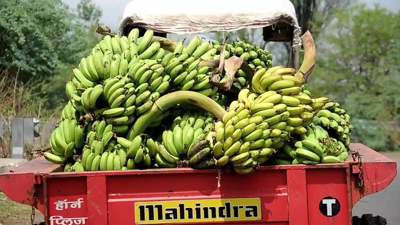 Technology For Banana Ripening YouTube